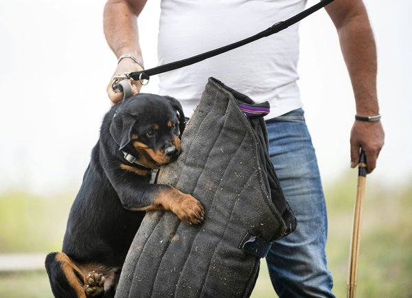 Essential Tips for Selecting the Best Anti-Theft Devices for Urban Cars in the UK